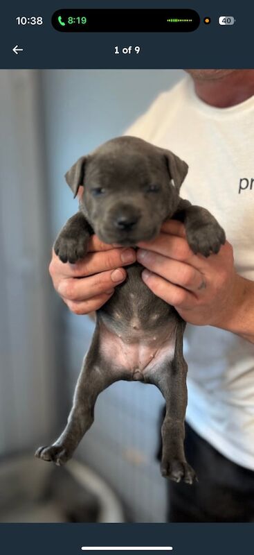 Staffordshire Bull Terrier puppies for sale in Larkhall, Lanarkshire – KC registered, 9 weeks old - Image 2 of 3
