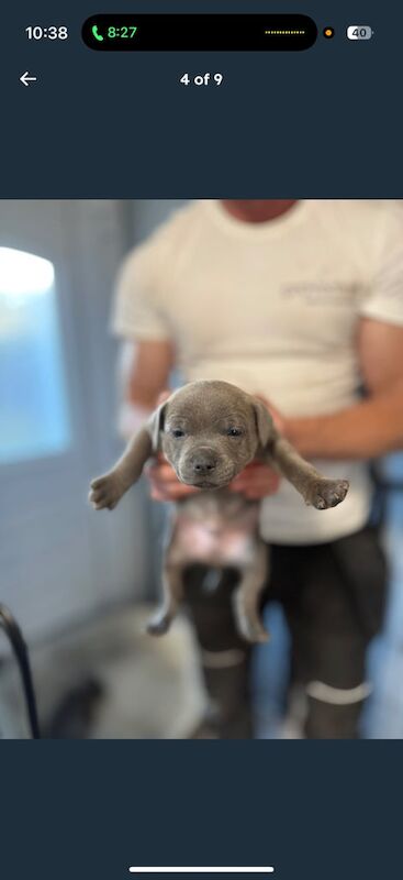 Staffordshire Bull Terrier puppies for sale in Larkhall, Lanarkshire – KC registered, 9 weeks old - Image 3 of 3
