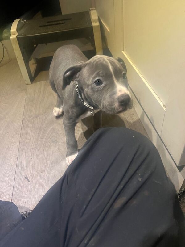 Staffordshire Bull Terrier Puppies For Sale Under £1,000