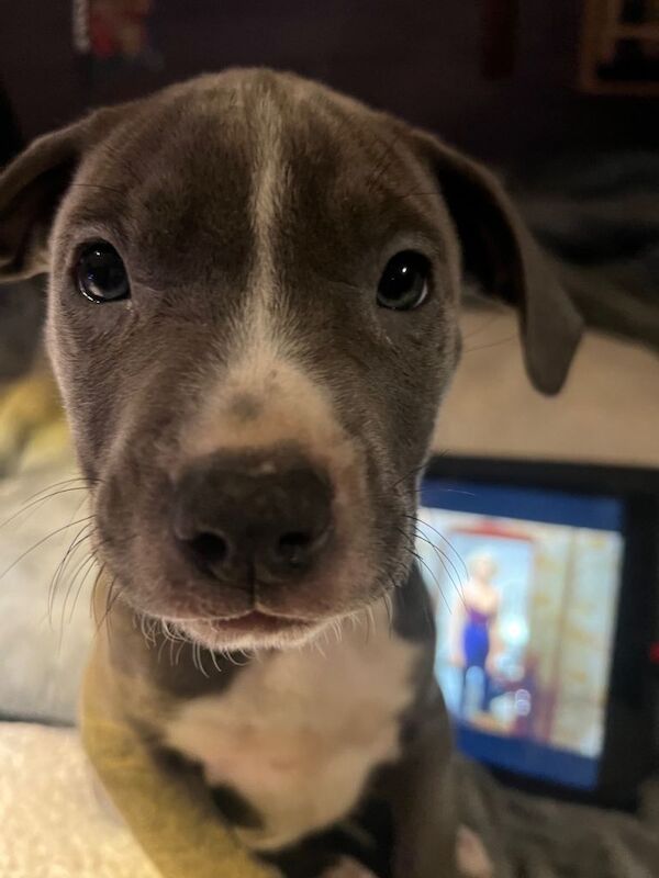 blue staffy - Image 2 of 3