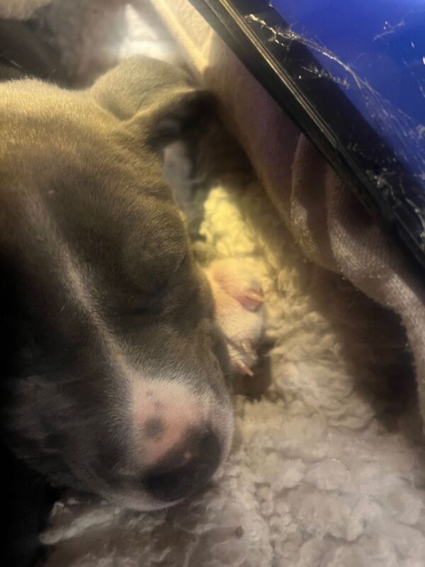 blue staffy - Image 3 of 3