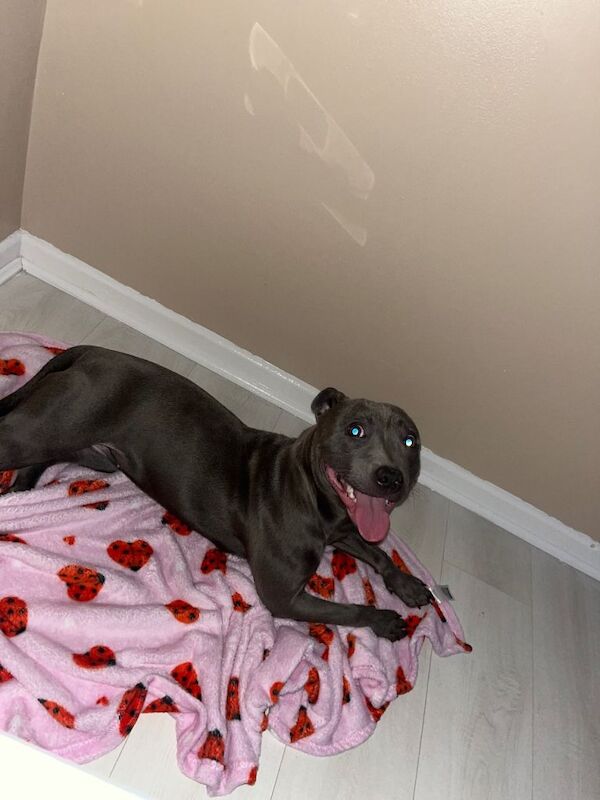 Blue Staffy