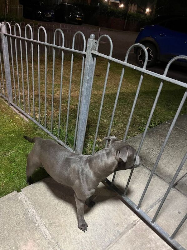 Blue Staffy - Image 2 of 2