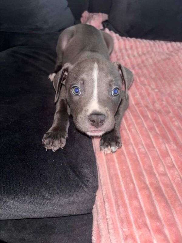 Blue staffy - Image 2 of 3