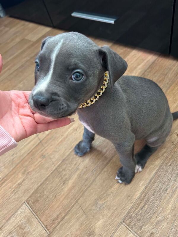Blue staffy - Image 3 of 3