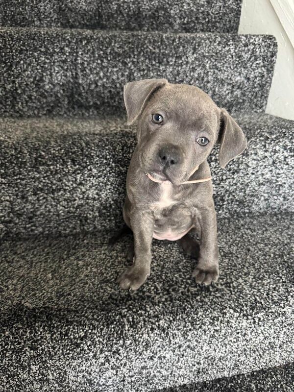 Blue staffy bitch for sale in Cumbernauld, Dunbartonshire