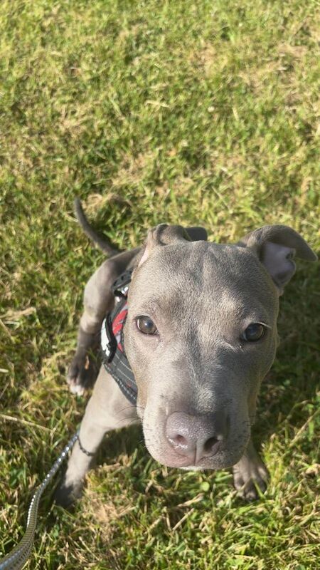 Staffordshire Bull Terrier puppies for sale in Ilkeston, Derbyshire – 4 months old