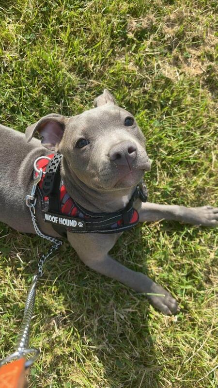 Staffordshire Bull Terrier puppies for sale in Ilkeston, Derbyshire – 4 months old - Image 2 of 3