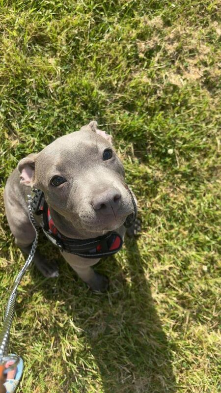 Staffordshire Bull Terrier puppies for sale in Ilkeston, Derbyshire – 4 months old - Image 3 of 3