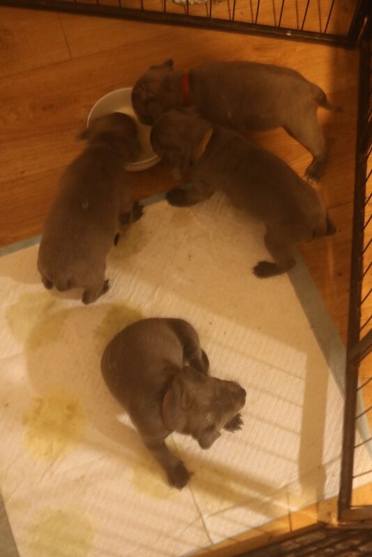 Staffordshire Bull Terrier puppies for sale in Southam, Warwickshire – 7 weeks old