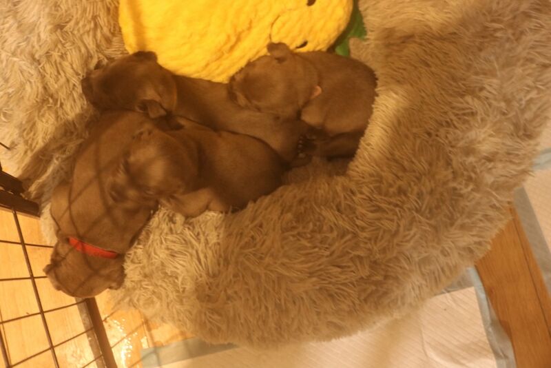 Staffordshire Bull Terrier puppies for sale in Southam, Warwickshire – 3 months old - Image 2 of 10