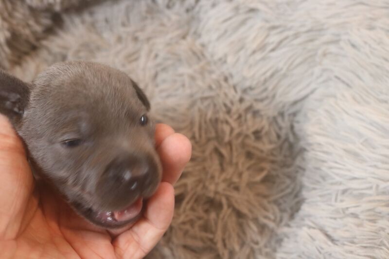 Staffordshire Bull Terrier puppies for sale in Southam, Warwickshire – 3 months old - Image 3 of 10