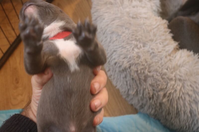 Staffordshire Bull Terrier puppies for sale in Southam, Warwickshire – 3 months old - Image 4 of 10