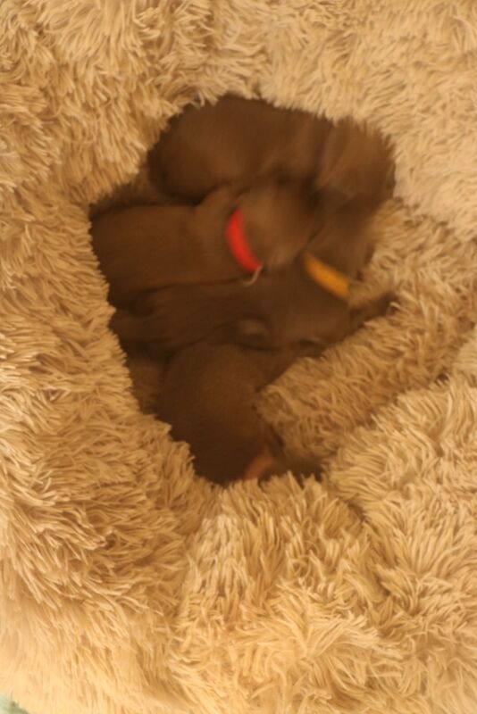 Staffordshire Bull Terrier puppies for sale in Southam, Warwickshire – 3 months old - Image 5 of 10