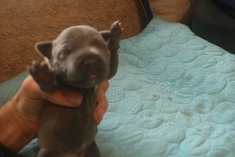 Staffordshire Bull Terrier puppies for sale in Southam, Warwickshire – 3 months old - Image 6 of 10