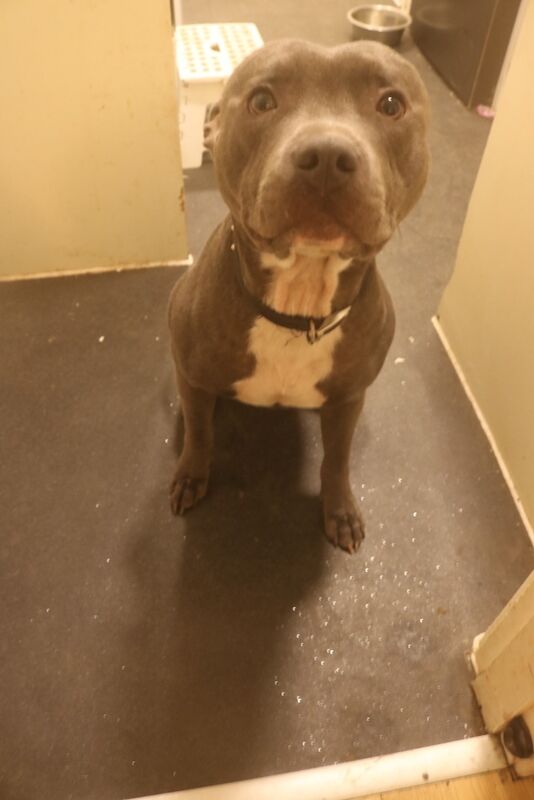 Staffordshire Bull Terrier puppies for sale in Southam, Warwickshire – 3 months old - Image 8 of 10