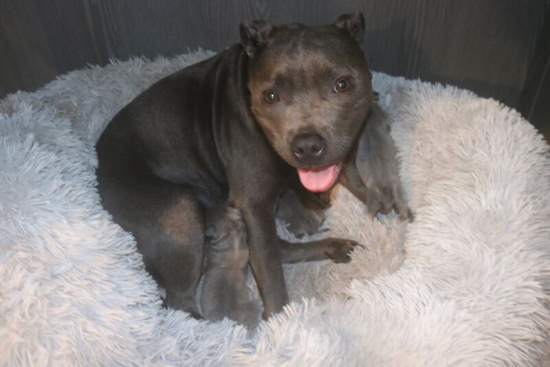Staffordshire Bull Terrier puppies for sale in Southam, Warwickshire – 3 months old - Image 9 of 10