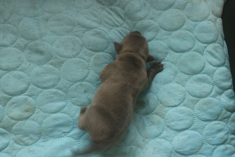 Staffordshire Bull Terrier puppies for sale in Southam, Warwickshire – 3 months old - Image 10 of 10