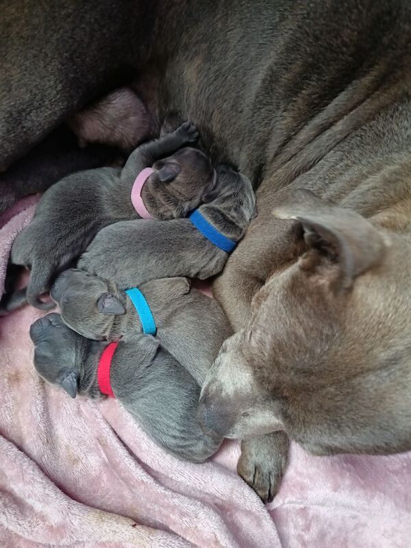 Blue Staffordshire Bull Terrier Puppies For Sale