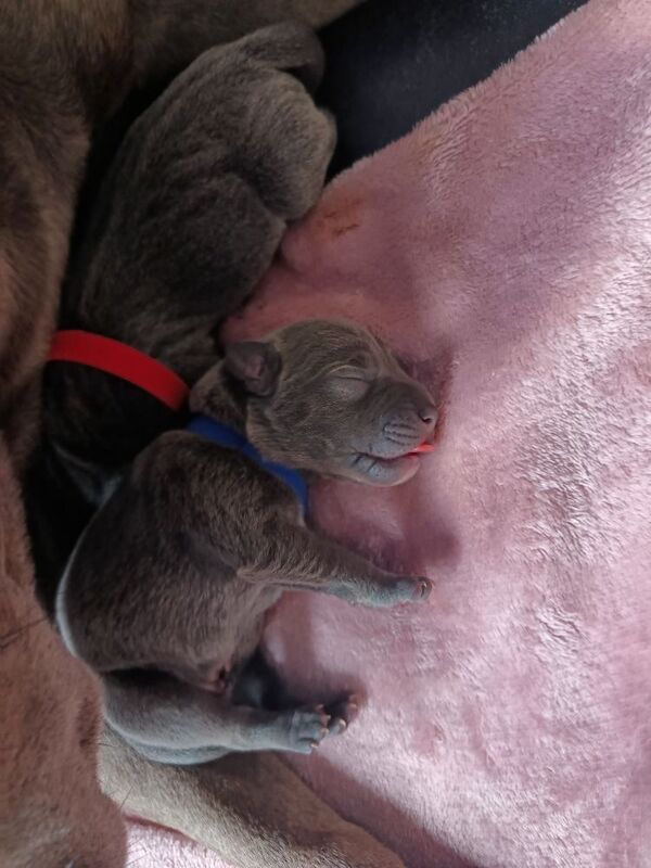 Blue Staffy Puppies - Image 2 of 9