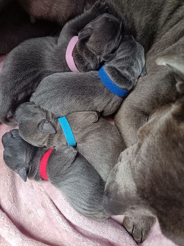 Blue Staffy Puppies - Image 3 of 9