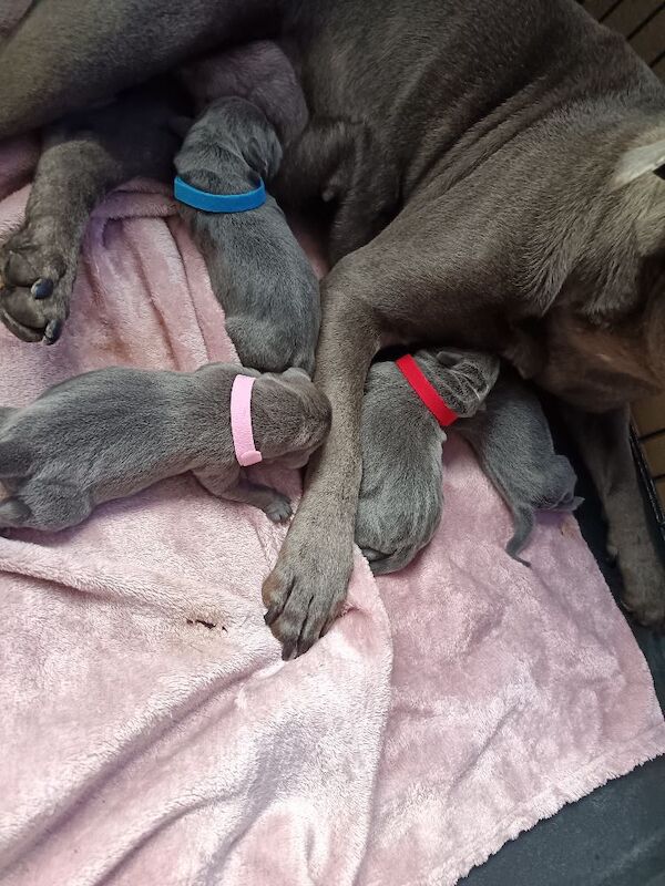 Blue Staffy Puppies - Image 4 of 9