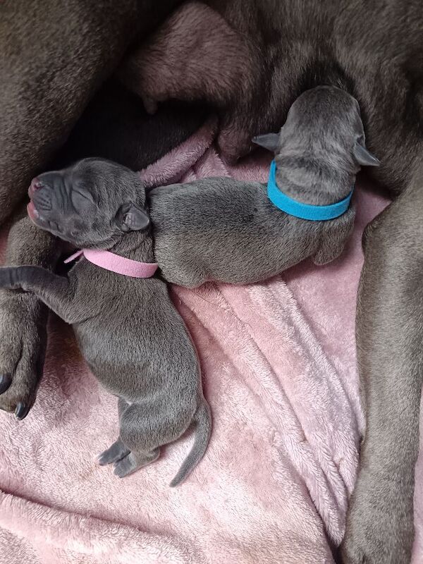 Blue Staffy Puppies - Image 5 of 9