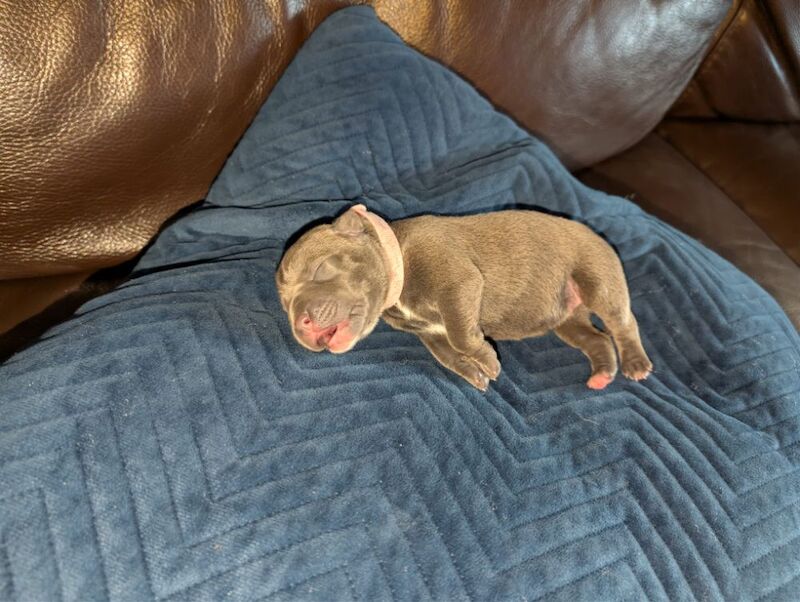 Blue Staffy Puppies - Image 6 of 9