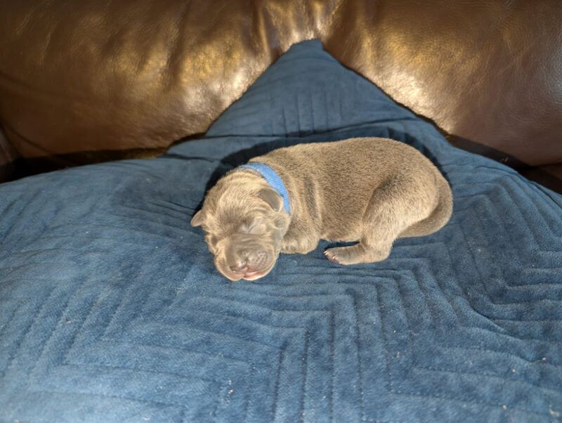 Blue Staffy Puppies - Image 7 of 9