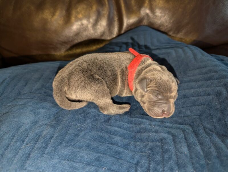Blue Staffy Puppies - Image 8 of 9