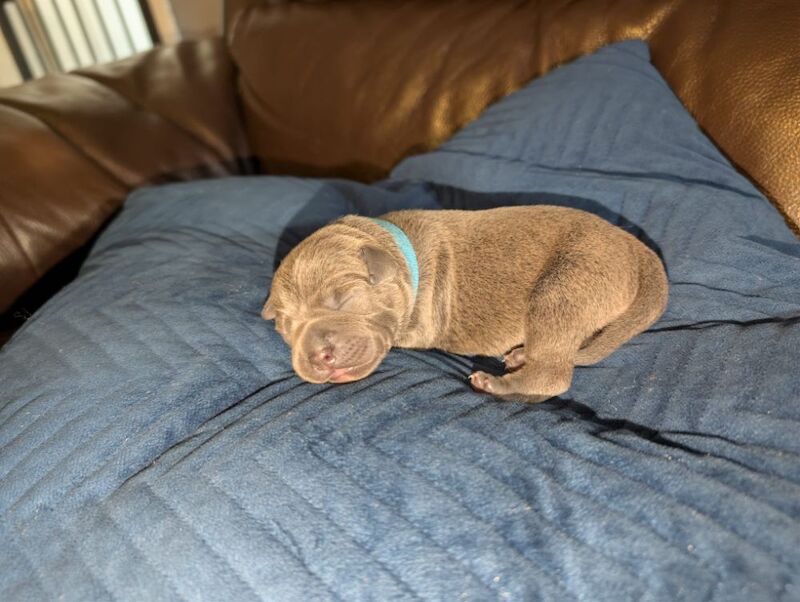 Blue Staffy Puppies - Image 9 of 9
