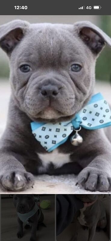 Blue Staffy puppies - Image 2 of 3
