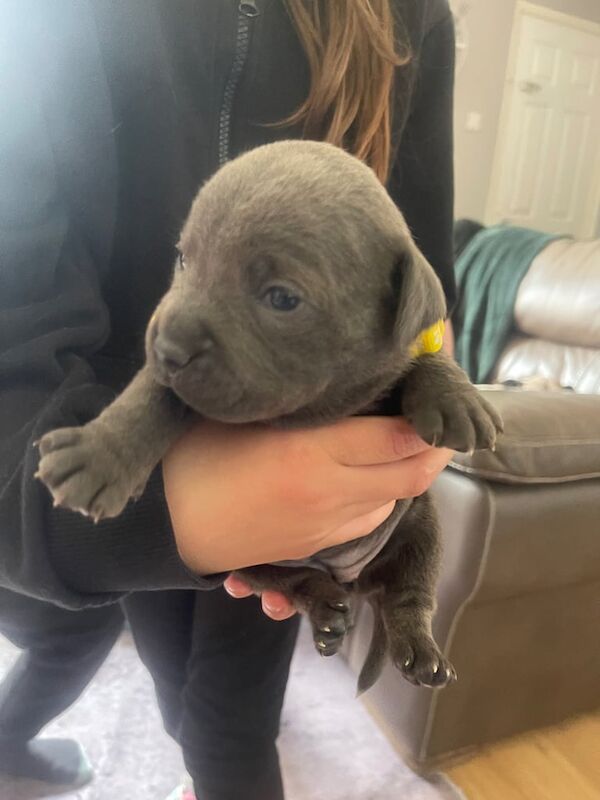 Blue staffy puppies for sale in Brandon, Durham | Image 2