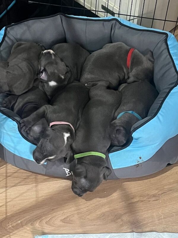 Blue Staffy puppies