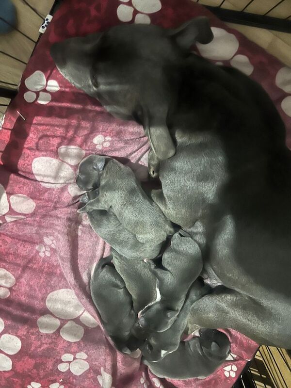Blue Staffy puppies - Image 2 of 3