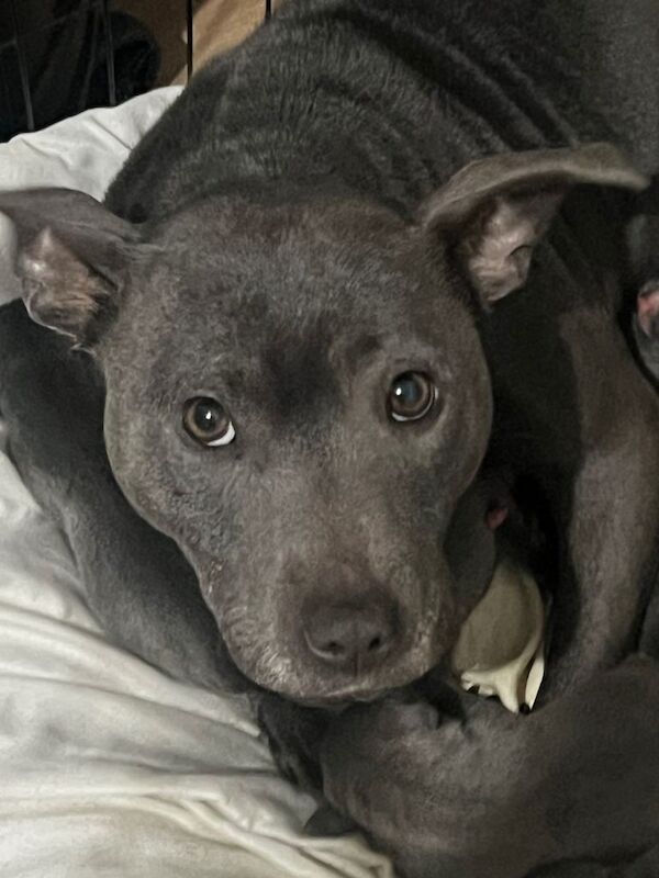 Blue Staffy puppies - Image 3 of 3