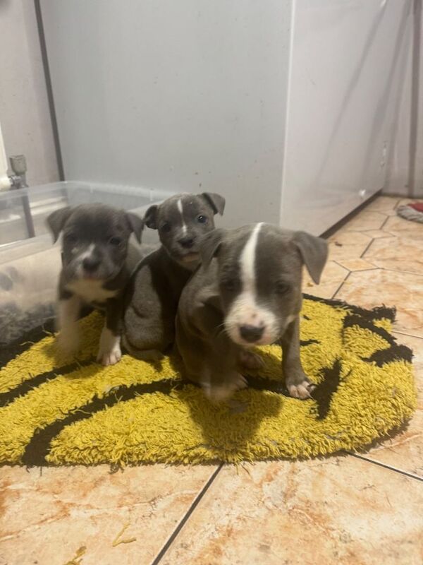 Staffordshire Bull Terrier puppies for sale in Sixmilecross, County Tyrone – 6 weeks old - Image 2 of 3