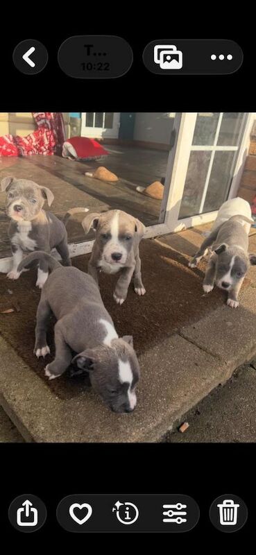 Staffordshire Bull Terrier puppies for sale in Sixmilecross, County Tyrone – 6 weeks old - Image 3 of 3