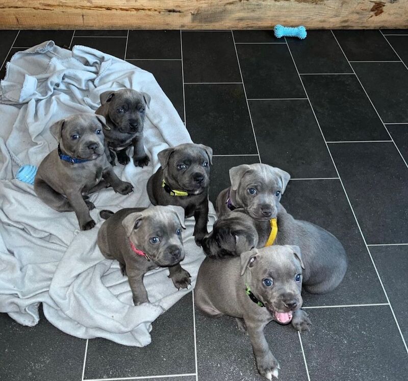 Staffordshire Bull Terrier puppies for sale in Telford, Shropshire – KC registered, 6 weeks old - Image 2 of 13