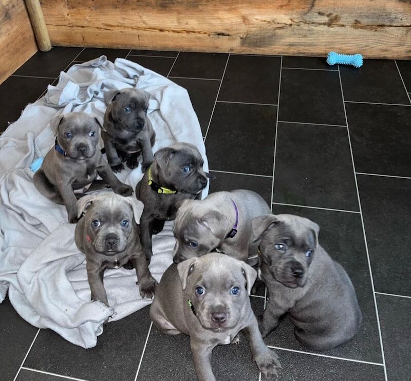 Staffordshire Bull Terrier puppies for sale in Telford, Shropshire – KC registered, 6 weeks old - Image 3 of 13