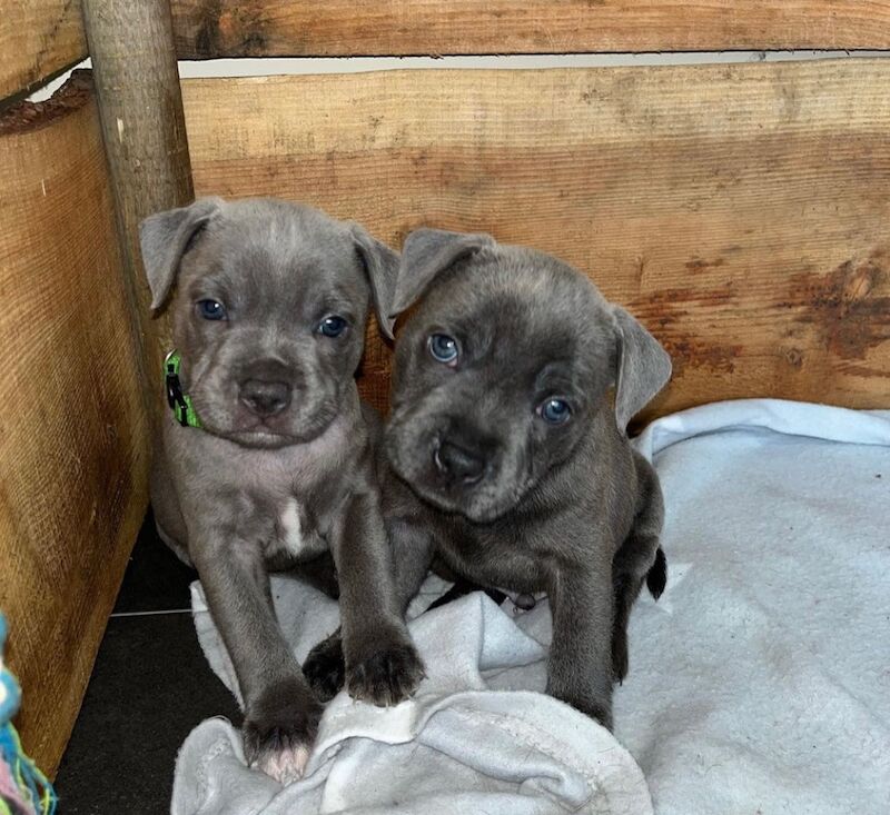 Staffordshire Bull Terrier puppies for sale in Telford, Shropshire – KC registered, 6 weeks old - Image 4 of 13