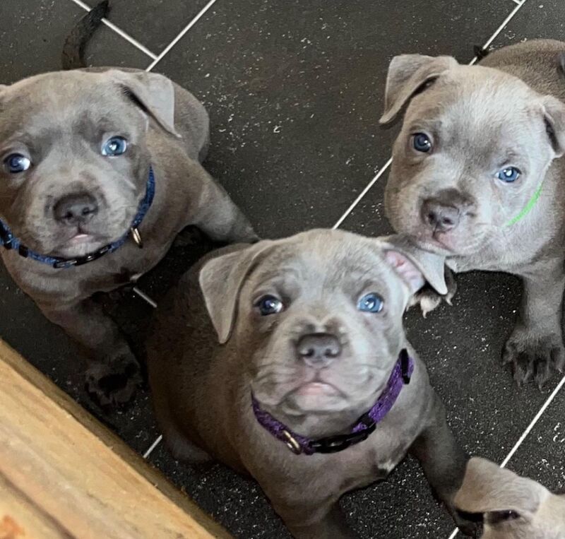 Staffordshire Bull Terrier puppies for sale in Telford, Shropshire – KC registered, 6 weeks old - Image 5 of 13