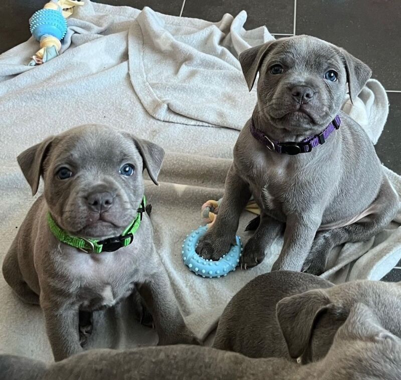 Staffordshire Bull Terrier puppies for sale in Telford, Shropshire – KC registered, 6 weeks old - Image 6 of 13