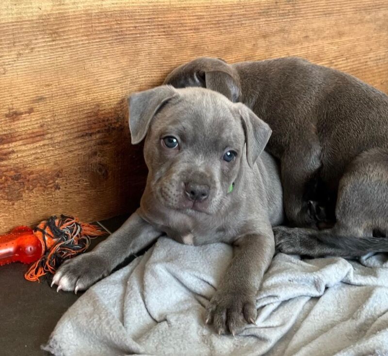 Staffordshire Bull Terrier puppies for sale in Telford, Shropshire – KC registered, 6 weeks old - Image 7 of 13