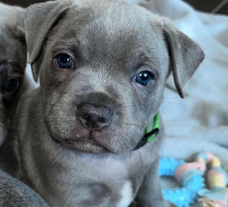 Staffordshire Bull Terrier puppies for sale in Telford, Shropshire – KC registered, 6 weeks old - Image 8 of 13