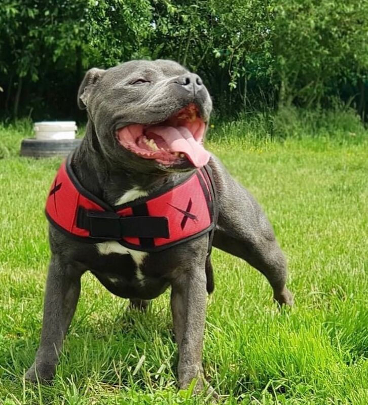 Staffordshire Bull Terrier puppies for sale in Telford, Shropshire – KC registered, 6 weeks old - Image 13 of 13