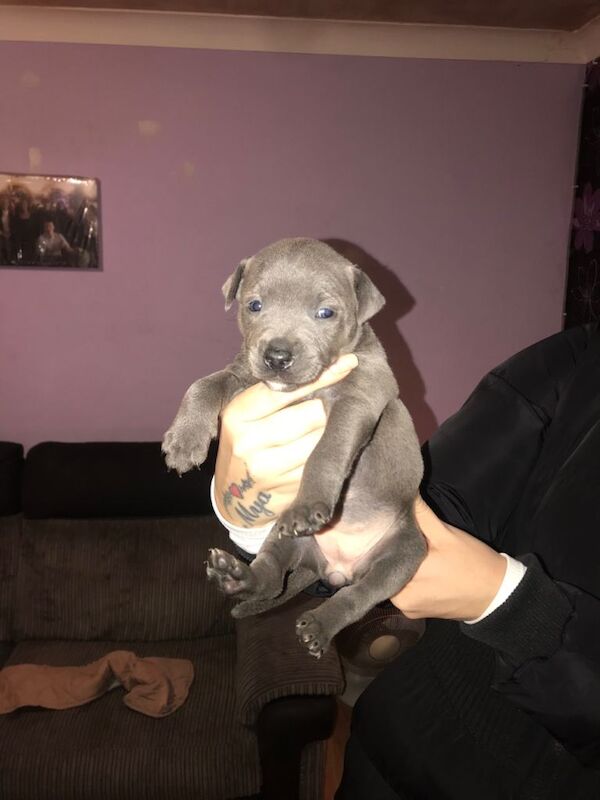 Staffordshire Bull Terrier Puppies For Sale Under £1,000