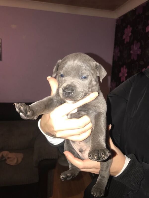 Blue staffy puppies ready 26/03/2026 - Image 2 of 4
