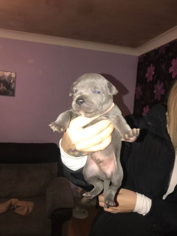 Blue staffy puppies ready 26/03/2026 - Image 3 of 4