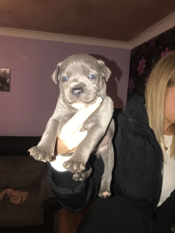 Blue staffy puppies ready 26/03/2026 - Image 4 of 4